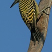 Hispaniolan Woodpecker